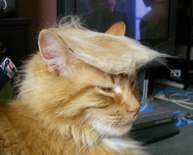 Cat Trump Blank Meme Template