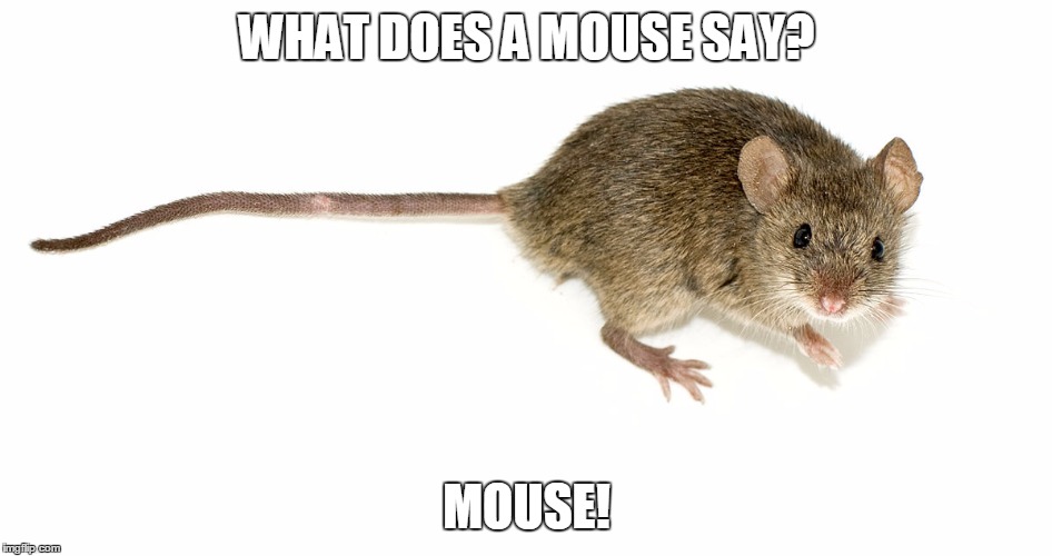 WHAT DOES A MOUSE SAY? MOUSE! | image tagged in memes,humor | made w/ Imgflip meme maker