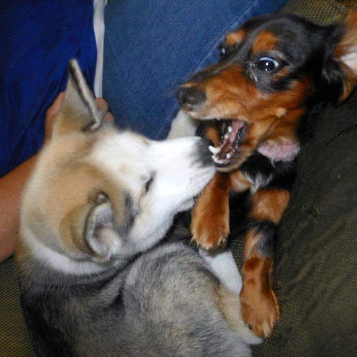 dog fight Blank Meme Template