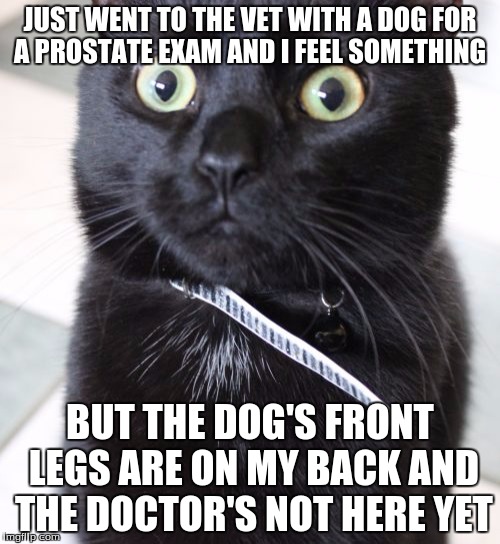 Woah Kitty | JUST WENT TO THE VET WITH A DOG FOR A PROSTATE EXAM AND I FEEL SOMETHING; BUT THE DOG'S FRONT LEGS ARE ON MY BACK AND THE DOCTOR'S NOT HERE YET | image tagged in memes,woah kitty | made w/ Imgflip meme maker