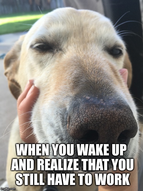 WHEN YOU WAKE UP AND REALIZE THAT YOU STILL HAVE TO WORK | image tagged in monday,dog,sleep,work,morning,wake up | made w/ Imgflip meme maker