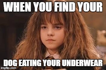 Harry Potter - Miss Granger is NOT amused | WHEN YOU FIND YOUR; DOG EATING YOUR UNDERWEAR | image tagged in harry potter - miss granger is not amused | made w/ Imgflip meme maker