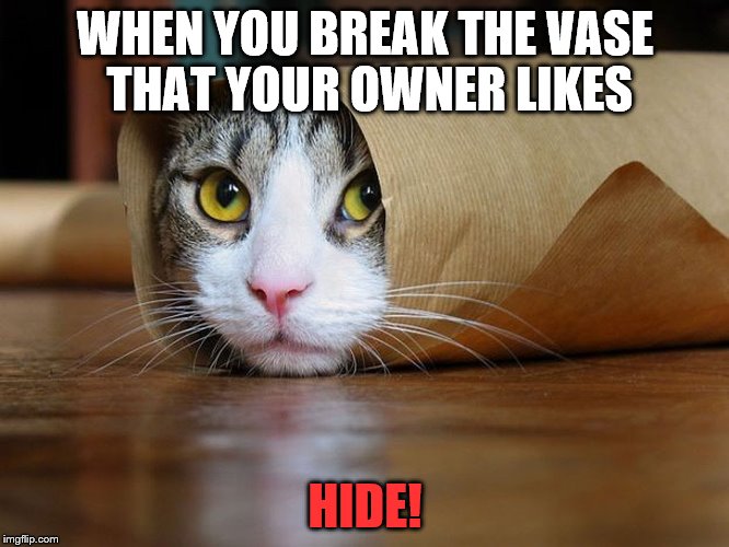 HIDE! | WHEN YOU BREAK THE VASE THAT YOUR OWNER LIKES; HIDE! | image tagged in cats | made w/ Imgflip meme maker