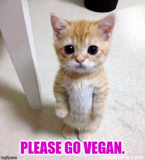 Cute Cat | PLEASE GO VEGAN. | image tagged in memes,cute cat | made w/ Imgflip meme maker