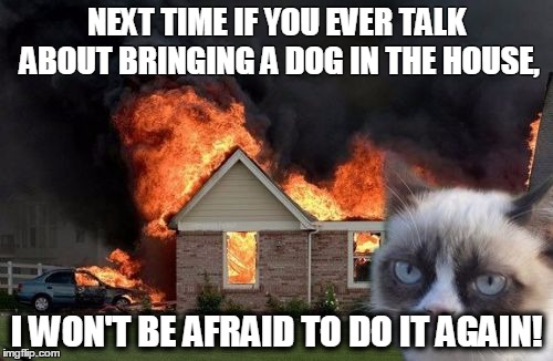 Burn Kitty Meme | NEXT TIME IF YOU EVER TALK ABOUT BRINGING A DOG IN THE HOUSE, I WON'T BE AFRAID TO DO IT AGAIN! | image tagged in memes,burn kitty,grumpy cat | made w/ Imgflip meme maker