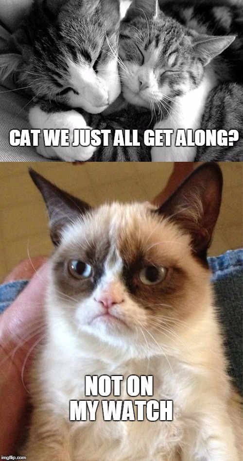 A SPLASH OF KITTY LITTER | CAT WE JUST ALL GET ALONG? NOT ON MY WATCH | image tagged in grumpy cat,cute cats,funny cats,partisanship | made w/ Imgflip meme maker