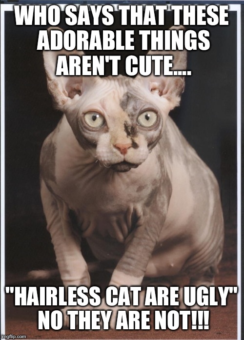  WHO SAYS THAT THESE ADORABLE THINGS AREN'T CUTE.... "HAIRLESS CAT ARE UGLY" NO THEY ARE NOT!!! | image tagged in hairless cat | made w/ Imgflip meme maker