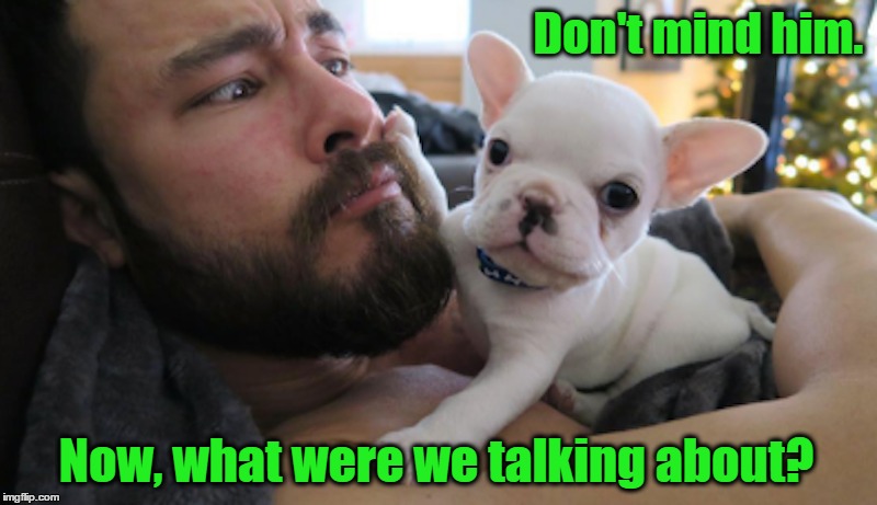 Human Talks Too Much | Don't mind him. Now, what were we talking about? | image tagged in dog,cute dog | made w/ Imgflip meme maker