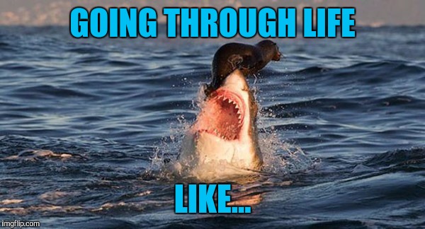 When you're just getting by | GOING THROUGH LIFE; LIKE... | image tagged in memes,animals | made w/ Imgflip meme maker