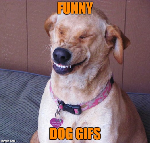 laughing dog | FUNNY; DOG GIFS | image tagged in laughing dog | made w/ Imgflip meme maker