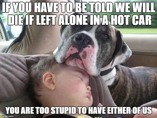 too stupid | IF YOU HAVE TO BE TOLD WE WILL DIE IF LEFT ALONE IN A HOT CAR; YOU ARE TOO STUPID TO HAVE EITHER OF US | image tagged in dog,kids,hotcar | made w/ Imgflip meme maker