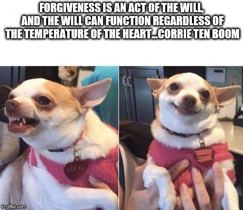 angry chihuahua happy chihuahua | FORGIVENESS IS AN ACT OF THE WILL, AND THE WILL CAN FUNCTION REGARDLESS OF THE TEMPERATURE OF THE HEART...CORRIE TEN BOOM | image tagged in angry chihuahua happy chihuahua | made w/ Imgflip meme maker