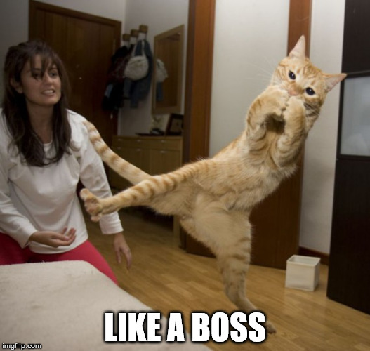 Your Kung Fu is Strong | LIKE A BOSS | image tagged in the most interesting cat in the world,kung fu kitten,wise kung fu master,hipster kitty | made w/ Imgflip meme maker