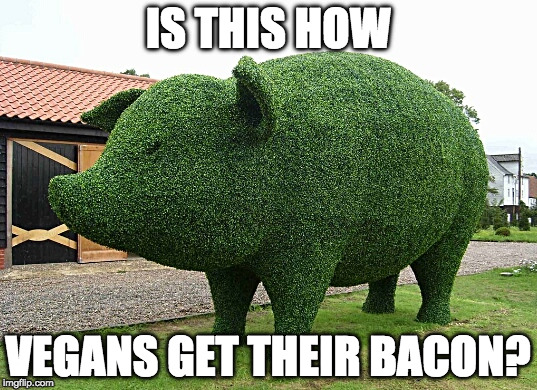 Vegan bacon is an oxymoron. | IS THIS HOW; VEGANS GET THEIR BACON? | image tagged in pigbush,iwanttobebacon,iwanttobebaconcom,vegan,pig | made w/ Imgflip meme maker