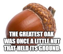 Acorn | THE GREATEST OAK WAS ONCE A LITTLE NUT THAT HELD ITS GROUND. | image tagged in acorn | made w/ Imgflip meme maker