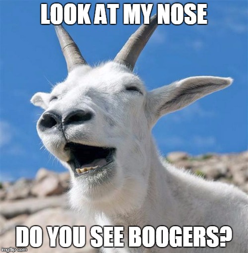 Laughing Goat | LOOK AT MY NOSE; DO YOU SEE BOOGERS? | image tagged in memes,laughing goat | made w/ Imgflip meme maker