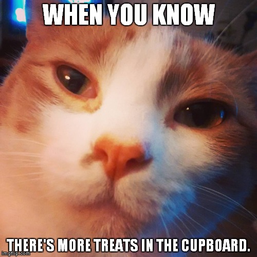 Cats have ESP. | WHEN YOU KNOW; THERE'S MORE TREATS IN THE CUPBOARD. | image tagged in cats | made w/ Imgflip meme maker