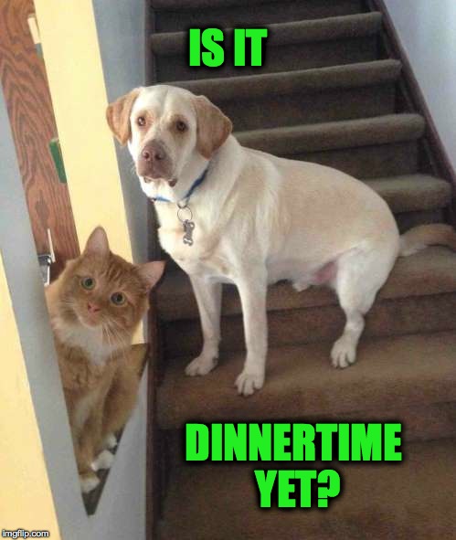 Hungry Doggo and Kitteh | IS IT; DINNERTIME YET? | image tagged in dinnertime | made w/ Imgflip meme maker