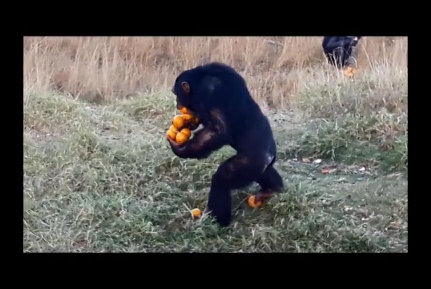 monkey holding oranges Blank Meme Template