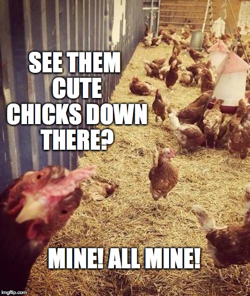 Pimp Chicken | SEE THEM CUTE CHICKS DOWN THERE? MINE! ALL MINE! | image tagged in cute chicks | made w/ Imgflip meme maker