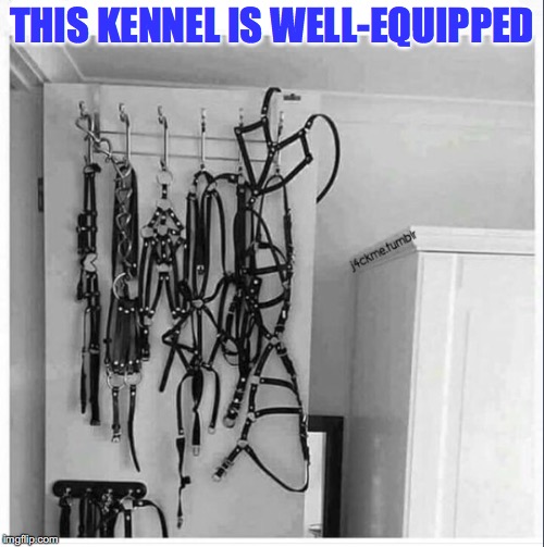 She sure knows how to keep her dogs well-behaved | THIS KENNEL IS WELL-EQUIPPED | image tagged in dogs,dominatrix | made w/ Imgflip meme maker