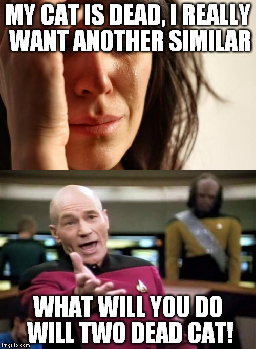 my cat is dead | MY CAT IS DEAD, I REALLY WANT ANOTHER SIMILAR; WHAT WILL YOU DO WILL TWO DEAD CAT! | image tagged in picard wtf,first world problems,cats,dead cat | made w/ Imgflip meme maker