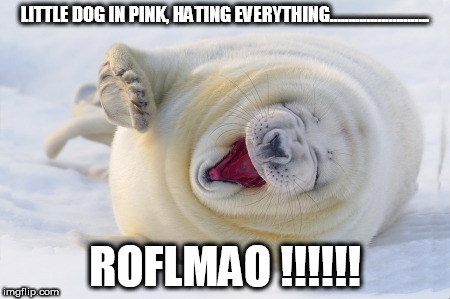 LITTLE DOG IN PINK, HATING EVERYTHING........................... ROFLMAO !!!!!! | image tagged in roflmao | made w/ Imgflip meme maker