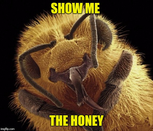Honeybee | SHOW ME THE HONEY | image tagged in honeybee | made w/ Imgflip meme maker