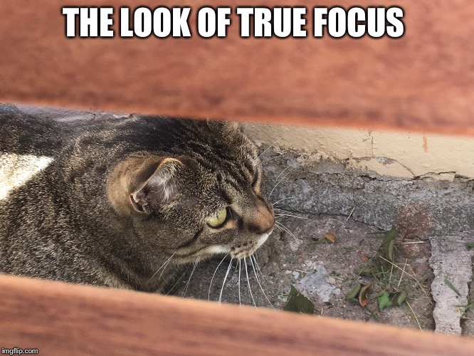 Focus Cat | THE LOOK OF TRUE FOCUS | image tagged in focus,cats | made w/ Imgflip meme maker