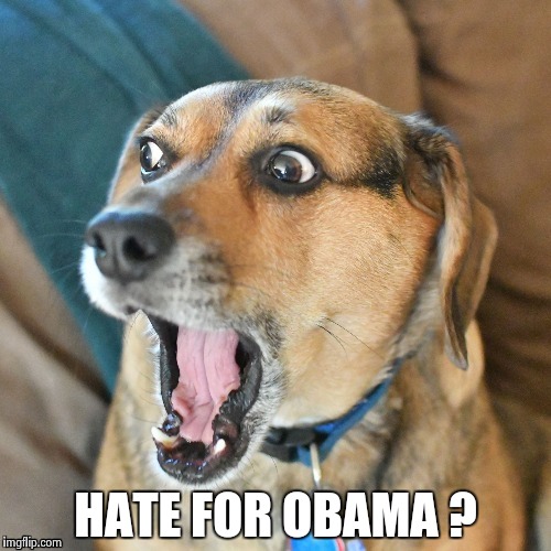 HATE FOR OBAMA ? | image tagged in shocked dog | made w/ Imgflip meme maker