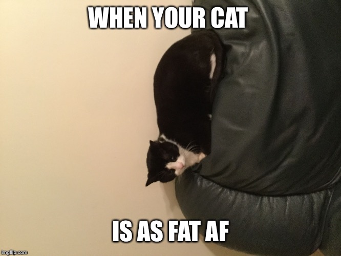 WHEN YOUR CAT; IS AS FAT AF | image tagged in caty m | made w/ Imgflip meme maker