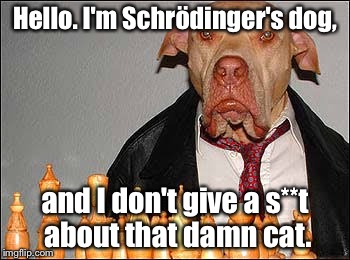 Dog | Hello. I'm Schrödinger's dog, and I don't give a s**t about that damn cat. | image tagged in chess | made w/ Imgflip meme maker