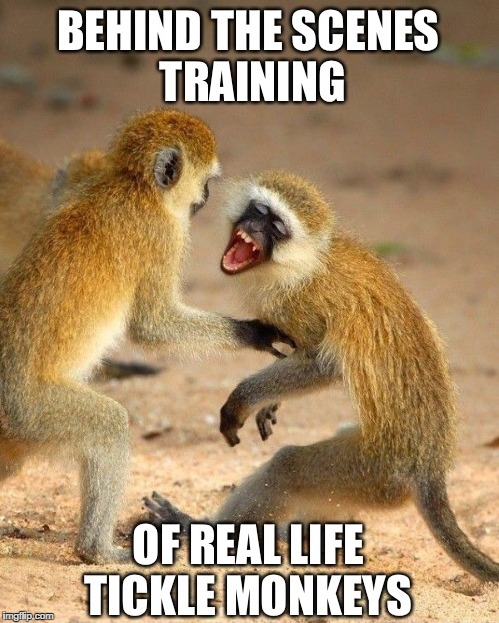 Tickle Monkeys | image tagged in memes,tickle monkeys | made w/ Imgflip meme maker