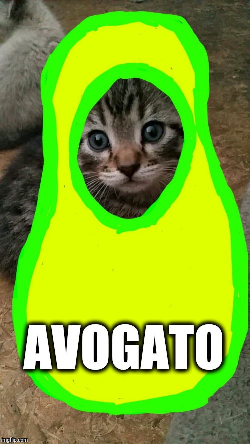 Avogato  | AVOGATO | image tagged in cats,funny,puns,avocado | made w/ Imgflip meme maker