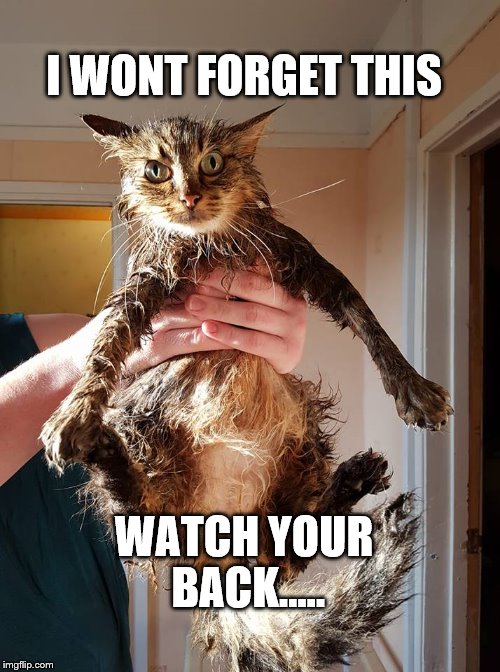 I won't forget | I WONT FORGET THIS; WATCH YOUR BACK..... | image tagged in i won't forget,funny cat memes | made w/ Imgflip meme maker