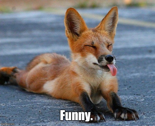 Fox With Tongue | Funny. | image tagged in fox with tongue | made w/ Imgflip meme maker