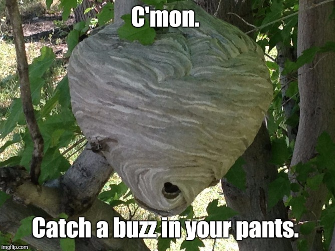 Wasp Hive | C'mon. Catch a buzz in your pants. | image tagged in wasp hive | made w/ Imgflip meme maker
