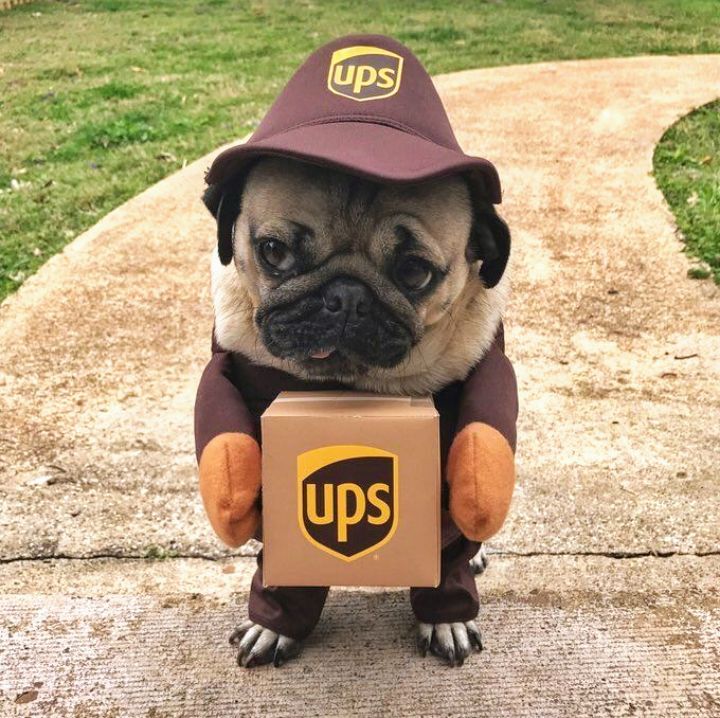 Pug package Blank Meme Template