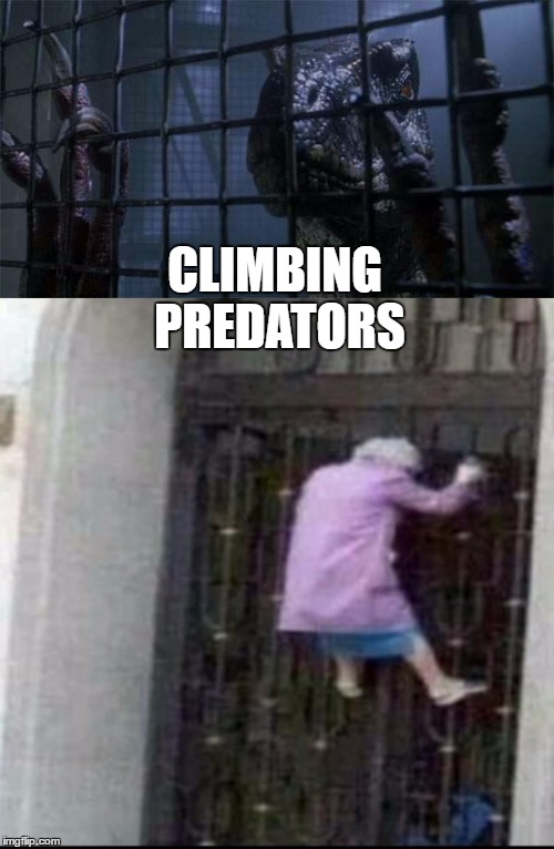 Predators | CLIMBING PREDATORS | image tagged in old woman,angry old woman,velociraptor,jurassic park 3,memes | made w/ Imgflip meme maker