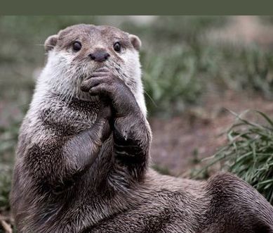 High Quality Questioning Otter Blank Meme Template