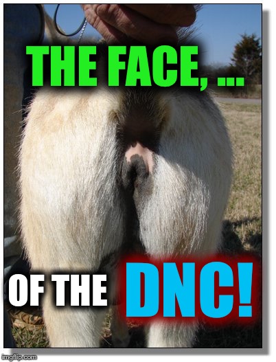 Why the DNC illegally picked Hillary over Bernie | THE FACE, ... OF THE; DNC! | image tagged in libtard mirror,memes,funny | made w/ Imgflip meme maker