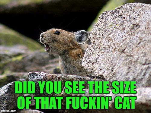 DID YOU SEE THE SIZE OF THAT F**KIN' CAT | made w/ Imgflip meme maker