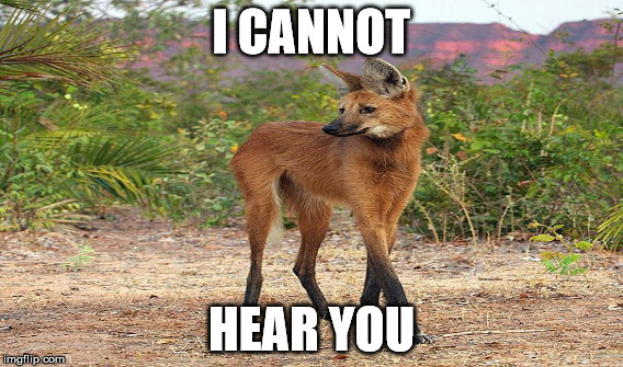 Unique Colored Wolf Meme | I CANNOT; HEAR YOU | image tagged in wolf | made w/ Imgflip meme maker
