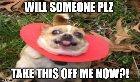 dog that is shocked meme | WILL SOMEONE PLZ; TAKE THIS OFF ME NOW?! | image tagged in dog | made w/ Imgflip meme maker