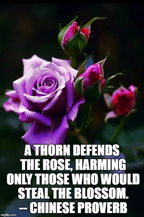 Purple roses  | A THORN DEFENDS THE ROSE, HARMING ONLY THOSE WHO WOULD STEAL THE BLOSSOM. -- CHINESE PROVERB | image tagged in purple roses | made w/ Imgflip meme maker