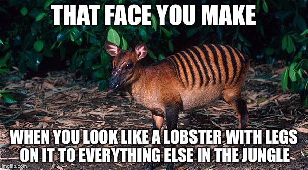 THAT FACE YOU MAKE; WHEN YOU LOOK LIKE A LOBSTER WITH LEGS ON IT TO EVERYTHING ELSE IN THE JUNGLE | image tagged in memes,funny memes,funny,animal meme | made w/ Imgflip meme maker