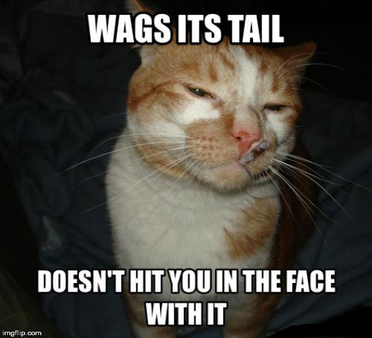 Good Guy Cat | . | image tagged in good guy cat,cat | made w/ Imgflip meme maker