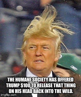 THE HUMANE SOCIETY HAS OFFERED TRUMP $100 TO RELEASE THAT THING ON HIS HEAD BACK INTO THE WILD. | image tagged in trump hair | made w/ Imgflip meme maker