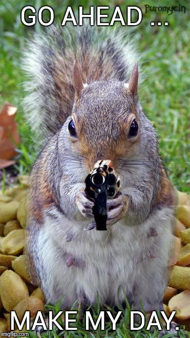 funny squirrels with guns (5) | GO AHEAD ... MAKE MY DAY. | image tagged in funny squirrels with guns 5 | made w/ Imgflip meme maker