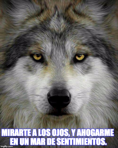 MIRARTE A LOS OJOS, Y AHOGARME EN UN MAR DE SENTIMIENTOS. | image tagged in los ojos del lobo | made w/ Imgflip meme maker